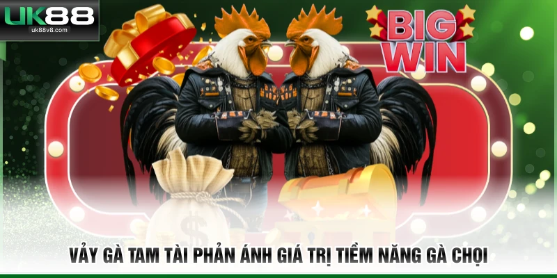 Vảy gà tam tài phản ánh giá trị tiềm năng gà chọi